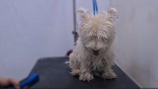 YOU GONNA LOVE THIS WESTIE TRANSFORMAITON 🐶❤️ DOG GROOMING [upl. by Leahkim]