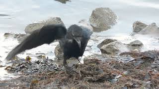 Crow Forage [upl. by Huan]