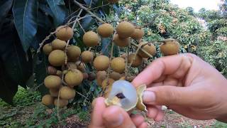 Longan farm on harvesting day [upl. by Hickey]