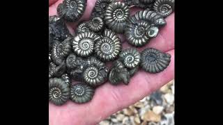 Beautiful Fossil Ammonites [upl. by Analat741]