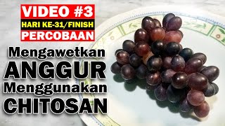 Video 3  Percobaan I Mengawetkan Buah Anggur Menggunakan Kitosan Chitosan [upl. by Temhem]