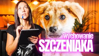 Wychowaj grzecznego SZCZENIAKA [upl. by Domenico]