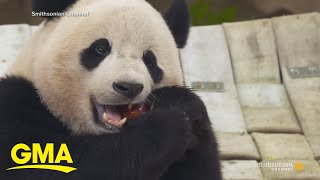 Giant pandas leaving Smithsonian Zoo [upl. by Hennebery]