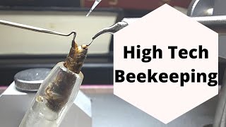 Instrumental insemination of honey bee queens hightechbeekeeping [upl. by Niveg592]