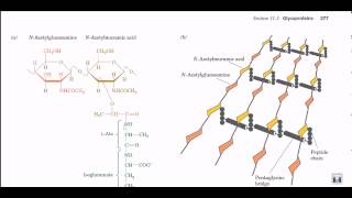 Peptidoglycan structure and biosynthesis [upl. by Esereht725]