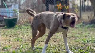 Catahoula Leopard Dog Barking to Bay Owner [upl. by Anihsit]