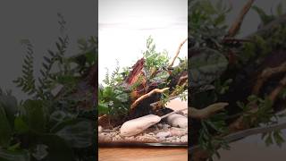 Making a planted driftwood terrarium with epiphytes [upl. by Toma]