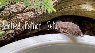 Spotted Python Enclosure Upgrade [upl. by Nawed]