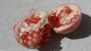 Dwarf Pomegranate Fruit  Taste Test  punica granatum nana [upl. by Socin253]