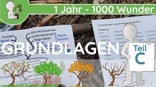 📚 1 Jahr  1000 Wunder  Grundlagen Teil C SystematikTaxonomie  BotanikGrundlagenWissen [upl. by Noby]