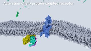 Activation of a G protein coupled receptor at the cell membrane [upl. by Flem]