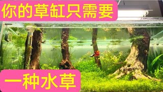 什么前景草后景草，你的草缸只需要一种水草！ [upl. by Anirad]