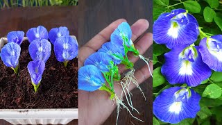 How to grow butterfly pea plant from cuttings  Best amp easy method for gardening [upl. by Braynard]