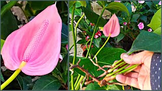 Como reproducir el Anturio Anthurium [upl. by Pope880]