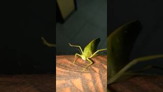 The grasshopper in srilanka shortvideo music grasshopper [upl. by Niccolo]