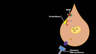 Bitter sweet Umami Gustatory Cell Physiology [upl. by Callahan]