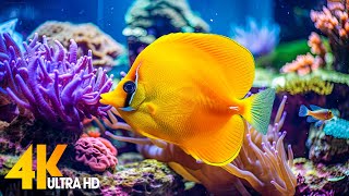 Aquarium 4K VIDEO ULTRA HD 🐠 Beautiful Coral Reef Fish  Relaxing Sleep Meditation Music 63 [upl. by Kattie]