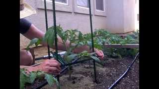 Ultomato Tomato Trellis sturdy adjustable and cheap [upl. by Mainis]