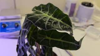 YABO Alocasia Polly [upl. by Chiles]