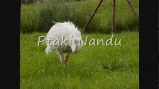 Farma Strusi w Garczynie Ostrich Farm in Garczyn [upl. by Levina]