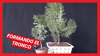 CIPRÉS THUJA PRE BONSAI CULTIVO EN COLADOR primeros trabajos de formación CULTIVO DESDE SEMILLA [upl. by Khalsa]