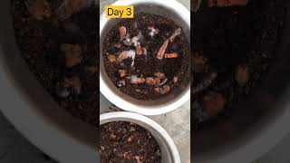 composting for beginners composting homecomposter gardening [upl. by Aimek]