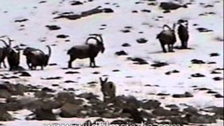 Himalayan Ibex in a high altitude valley floor Ladakh [upl. by Stinson]