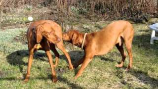 Vizslas in Love  Hunde mit Frühlingsgefühlen wwwhundewiesehallede [upl. by Ramas847]