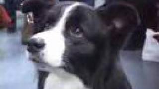 Choosing Border Collies [upl. by Nine]