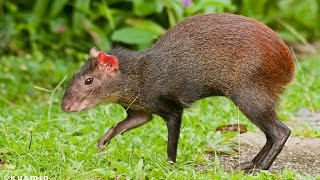 Guyanese Hunting Technique 1 Agouti amp Green Iguana Caught live [upl. by Duwad]