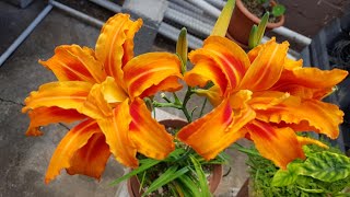 Parece de Fuego Hemerocallis Fulva Lirio de un día CUIDADOS  Hemerocallis Fulva Day Lily CARE [upl. by Nicholl]