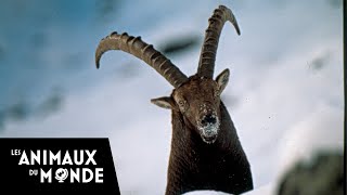 Les seigneurs de lhiver  Chamois  Bouquetins  Alpes [upl. by Annhej786]