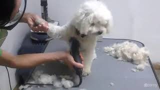 Curso Básico de Peluquería Canina  Paso 1 Corte Inicial [upl. by Donatelli]