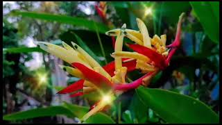 Heliconia Psittacorum Flower Like Parrot Abw 04 [upl. by Celestine39]