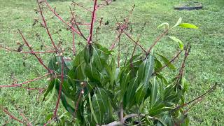 Deberia dejar los Mangos en mi pequeño arbolito [upl. by Balch991]