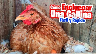 Cómo Encluecar Cualquier Gallina Super FACIL [upl. by Inattyrb305]