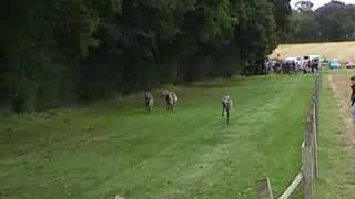 Deerhounds Lure Coursing [upl. by Assin]