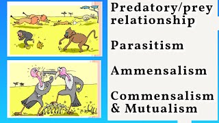 Predatoryprey relationship Parasitism Amensalism amp Mutualism Explained Environmental Biotech [upl. by Chastity488]