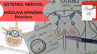 ADMITERE MEDICINA SISTEMUL NERVOS 4 MADUVA SPINARII  Structura [upl. by Noreh]