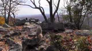 Hiking Catoctin Mountain National Park [upl. by Jasmine]