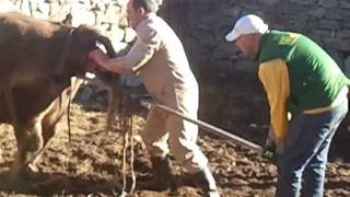 PartoGracias al veterinario se pudo salvar al ternero Casillas en honor al campeon de campeones [upl. by Linad]