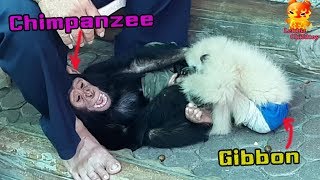 Friends of different speciesSmall Chimpanzee play with Baby Gibbons in fun [upl. by Nedap984]