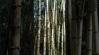 GIANT BAMBOO DENDROCALAMUS ASPER in BUKIDNON [upl. by Clarie267]