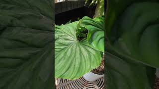 philodendron plowmanii round form [upl. by Amlet308]