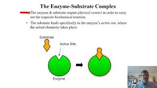 Biochemistry Lecture 8 [upl. by Aceissej]