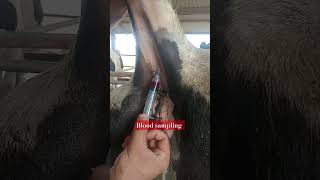 blood sampling from coccygeal artery  one person blood sampling bloodsample coccygeal cow tail [upl. by Florenza766]