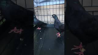 The difference between roller pigeon and tippler pigeon [upl. by Eesac9]