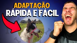 Como Fazer Adaptação Da Coleira Cabresto No Seu Cachorro [upl. by Hareehahs]