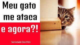 Seu gato te ataca Entenda porque isso acontece  Sociedade Dos Pets [upl. by Uot]