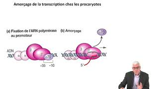 Cours N°14 Génétique moléculaireLa transcription Synthèse dARN à partir de matrices dADN Part2 [upl. by Muna385]